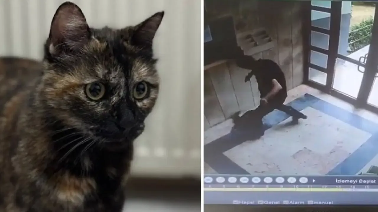 İşkence edilerek katledilmişti: Kedi Cezve’nin katilinin cezası belli oldu!